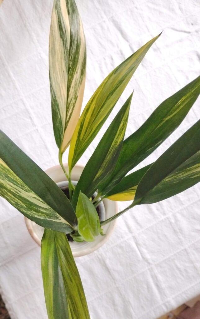 My Daughter Gifted Me My Wish List Plant