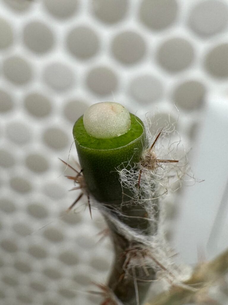 Albino loph graft on pere of