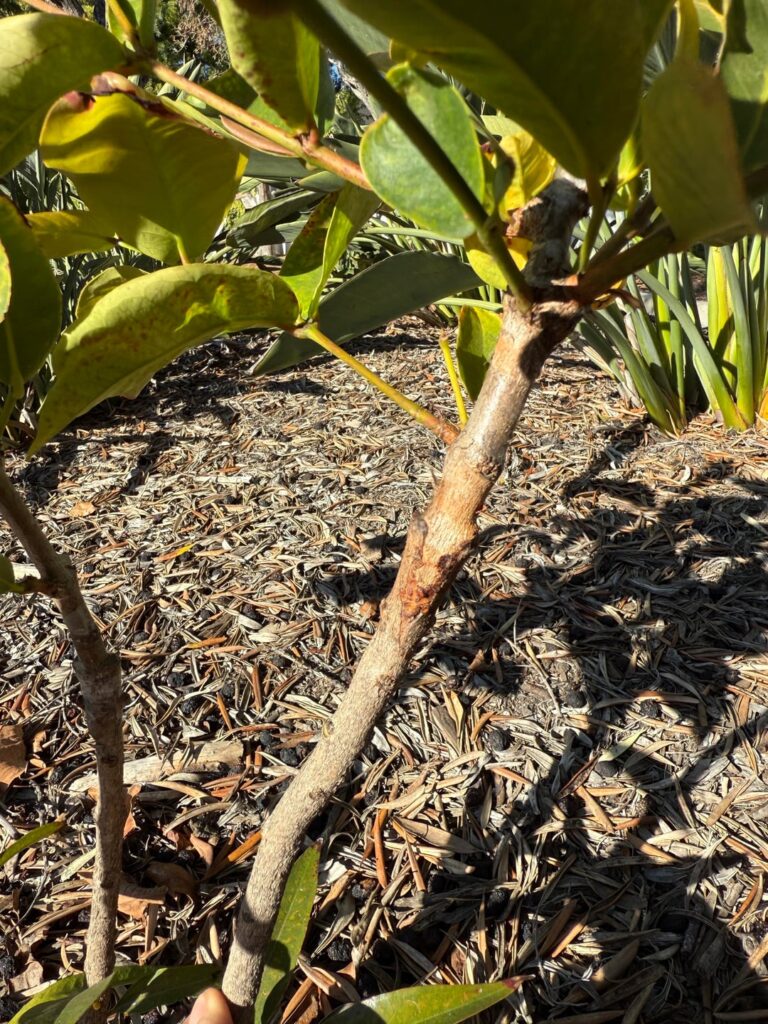 Wax apple on rose apple