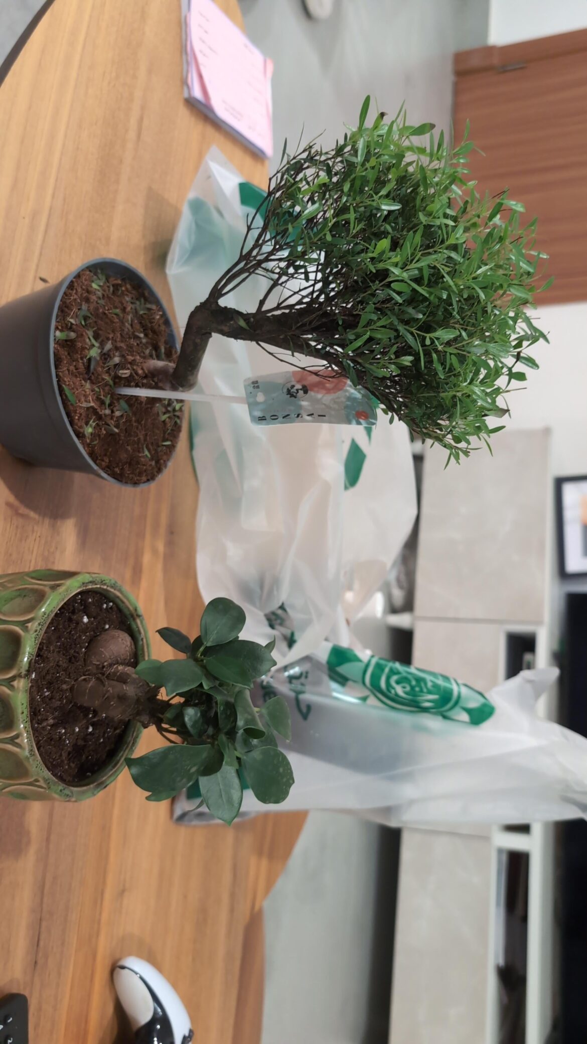 Ficus Bonsai and Syzygium Bonsai Ficus Bonsai and Syzygium Bonsai