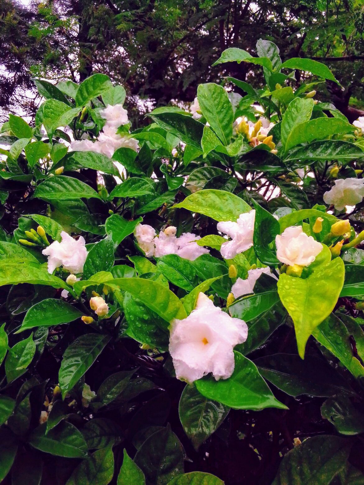 Does anyone know what flowers these are?