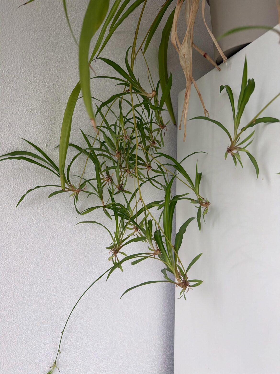 It keeps making babies but I don’t want to plant them what should I do