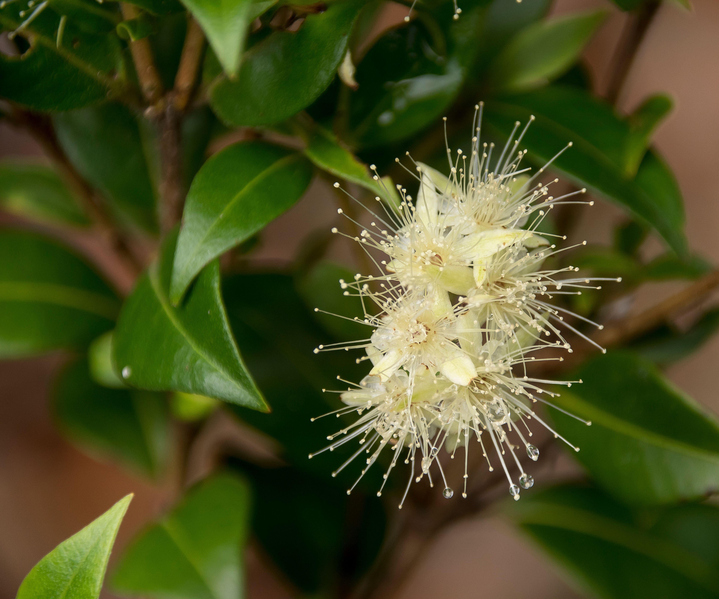 Lemon myrtle flowers