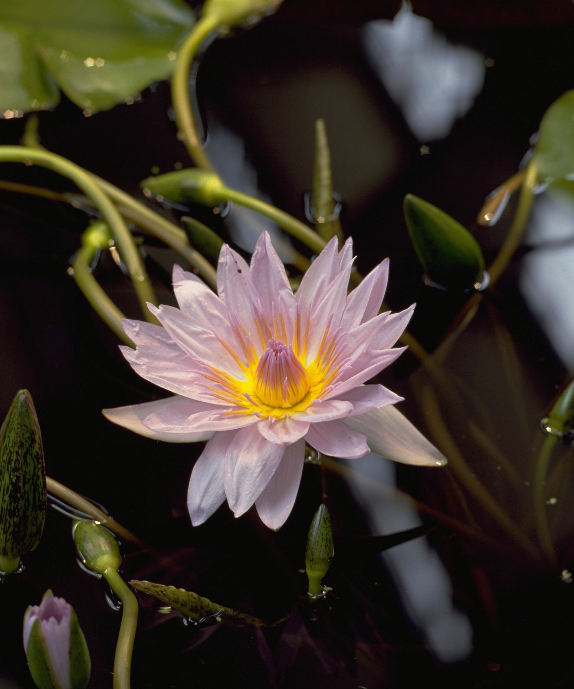 The pink flower of a water lily 'Pamela'