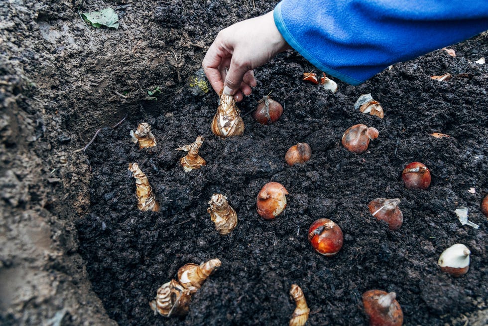 how to winterize your garden planting bulbs