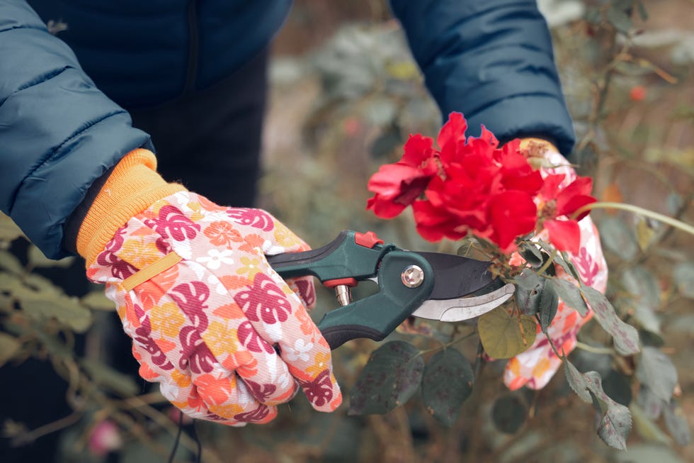 Gardener using pruning shears, taking care of roses, plants and other flowers. gardener using pruning shears, taking care of roses, plants and other flowers.