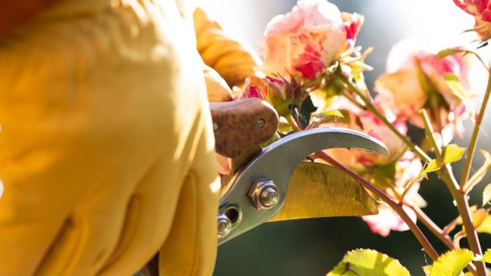 Gardeners told ‘wear gloves’ as tiny cuts can cause deadly infection Google Play Button