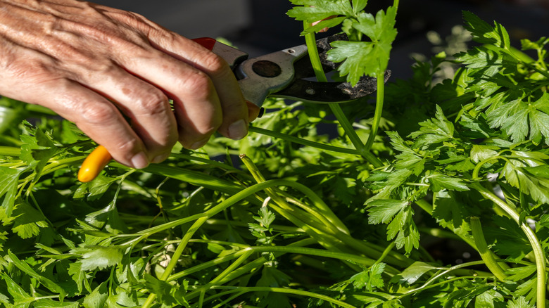Hands harvesting flat leaf parsley