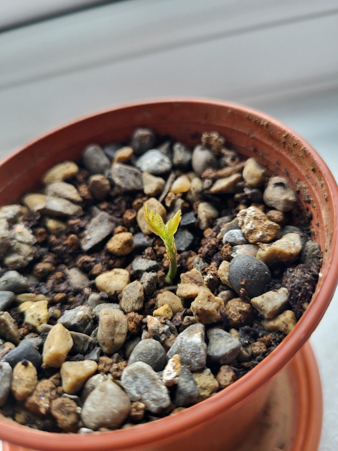 I seem to have a knack for getting seeds to sprout at the wrong time of year...