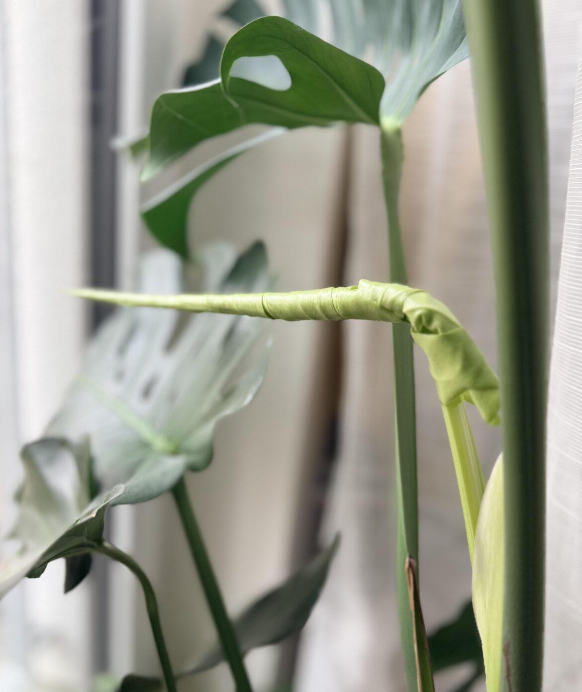 The best (and only) Christmas gift for me this year ✨