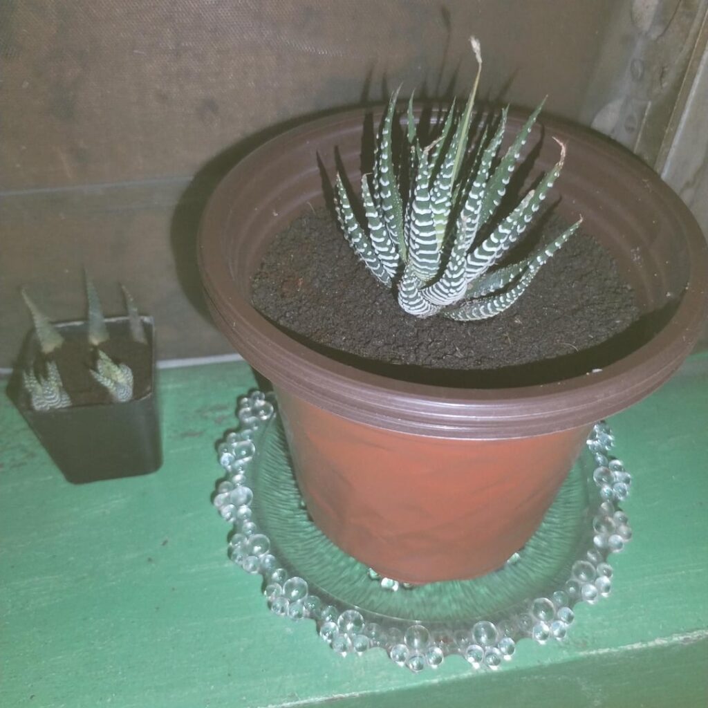 succulents are addictive