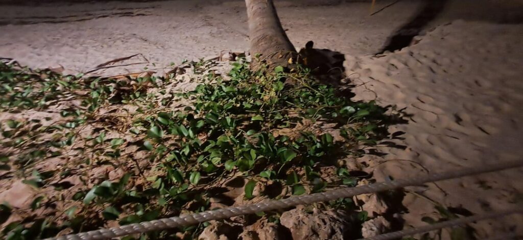 Plants found growing near the beach, all around palm trees [Kenya]