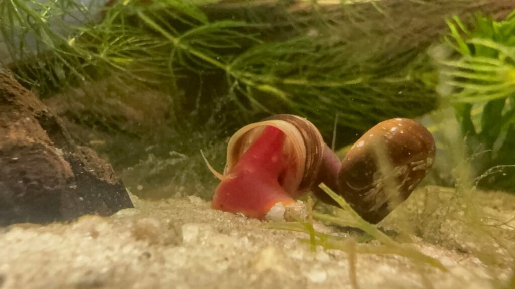 Where do y’all get your creatures from?