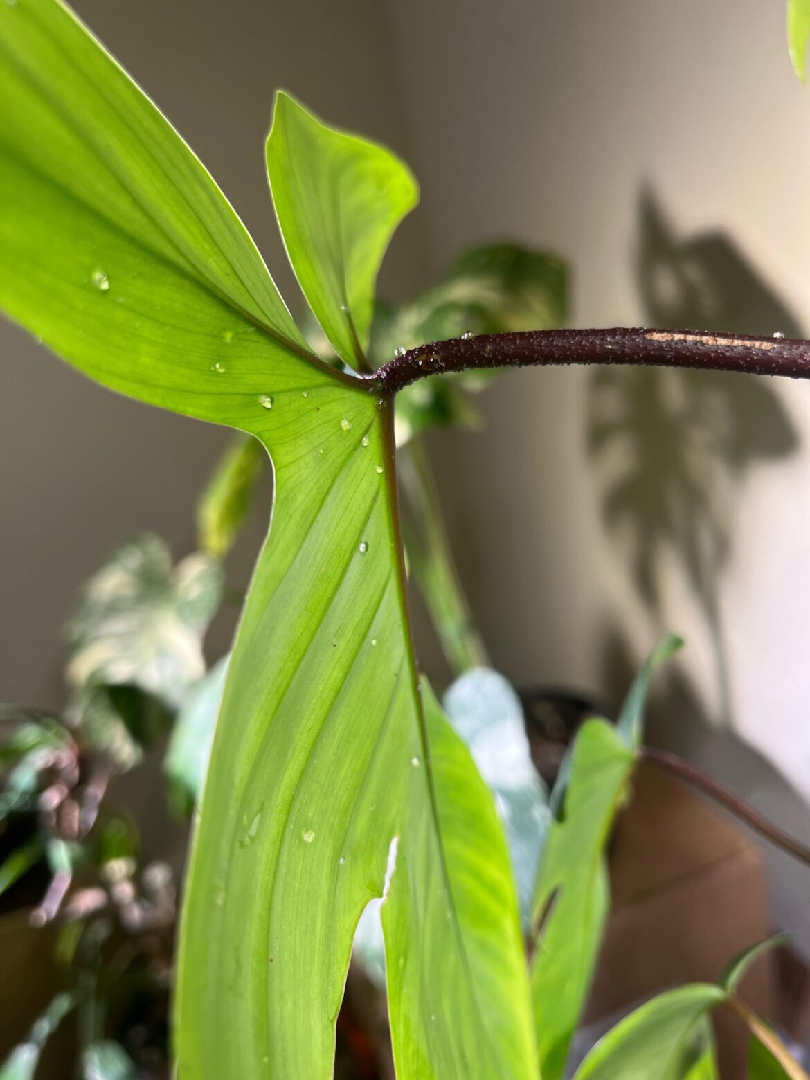 How do I prevent sap?