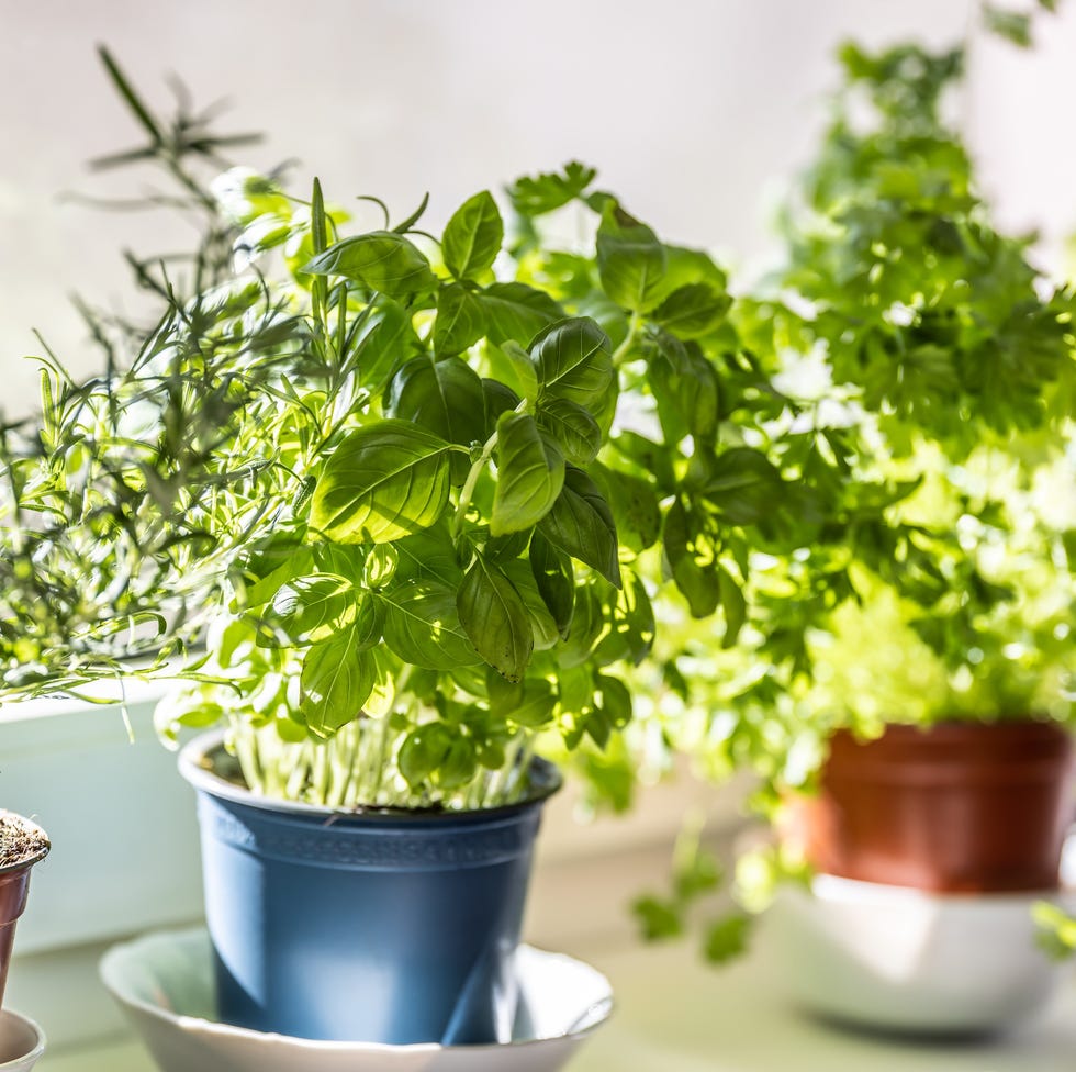 fresh green herbs, basil, rosemary and coriander in pots placed on a window frame.
