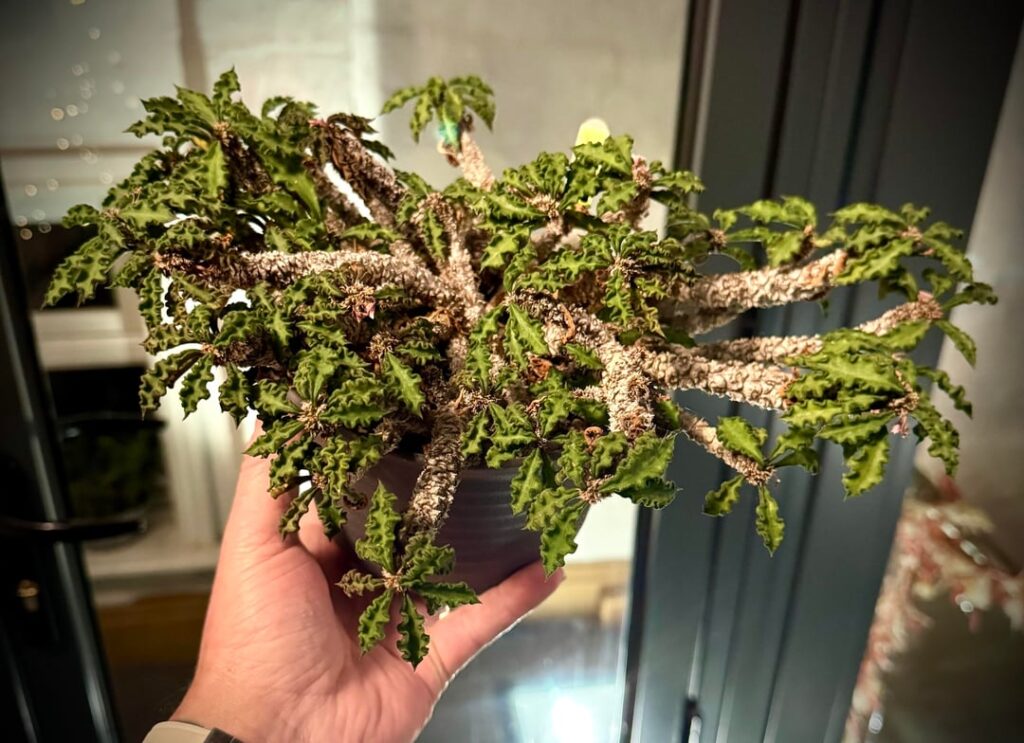 Decaryi var.spirosticha