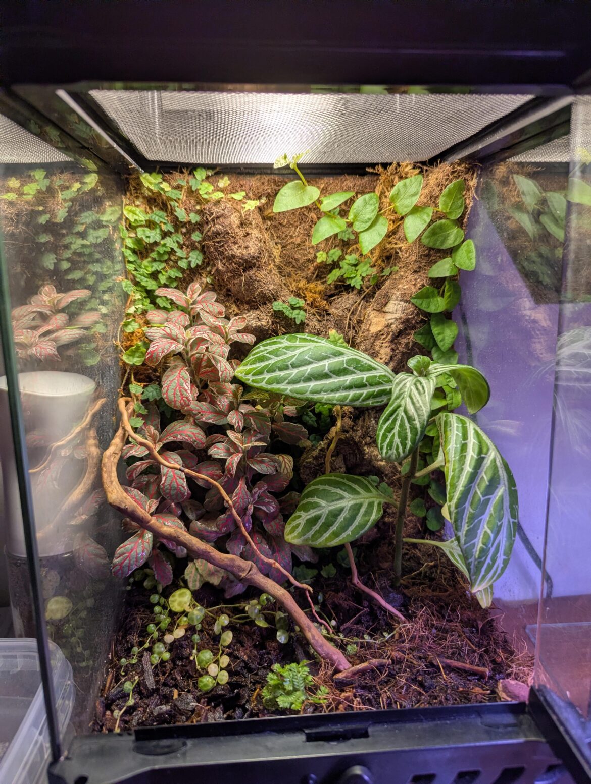 First vivarium (~1yo) Any invert ideas?