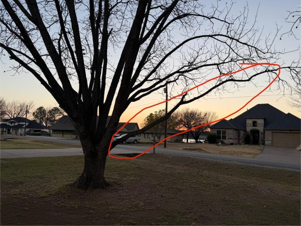 Is it okay to cut these branches off my Pecan trees tomorrow?