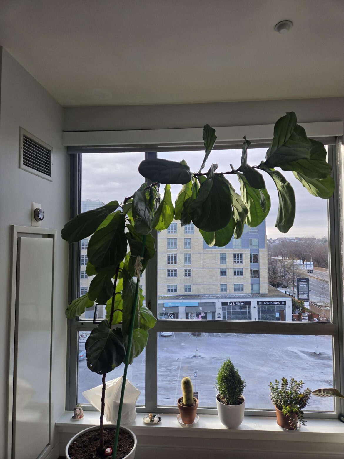 Prop and chop in spring?