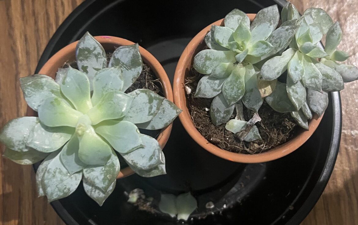 Was given more plants (can anyone tell me anything about these?)