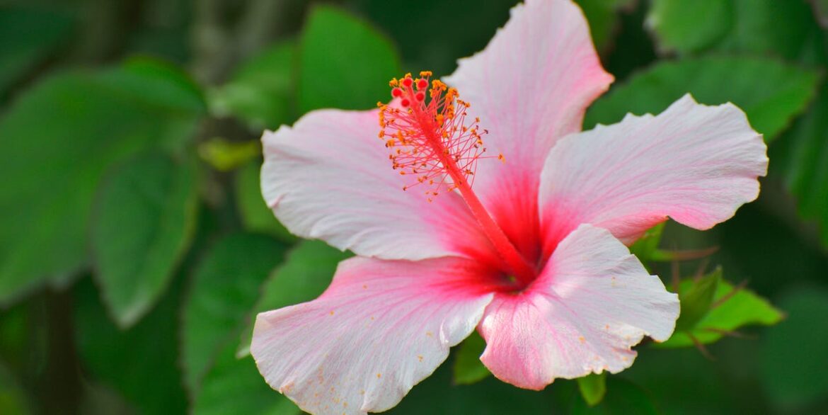 10 Lucky Flowers to Plant for a Prosperous 2026