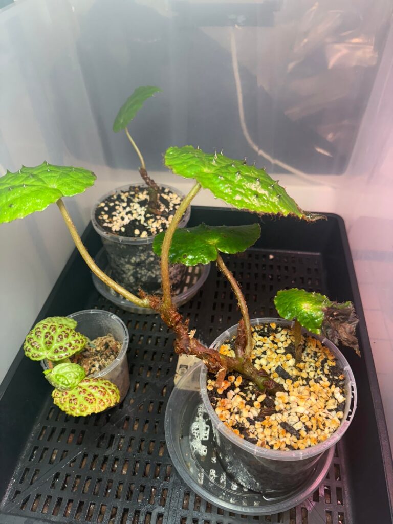 Begonia ferox Help!!!!!