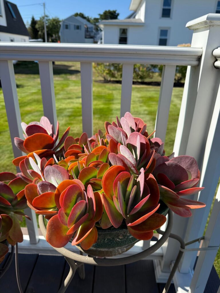 Paddle plant - at least 5-10 years old