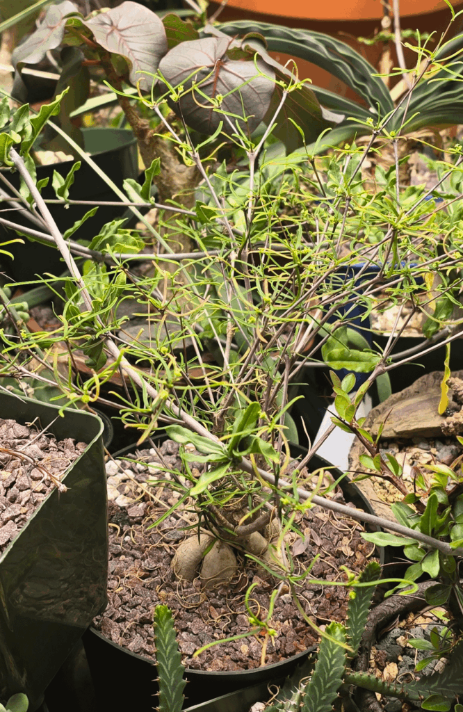 Euphorbia Hedyotoides