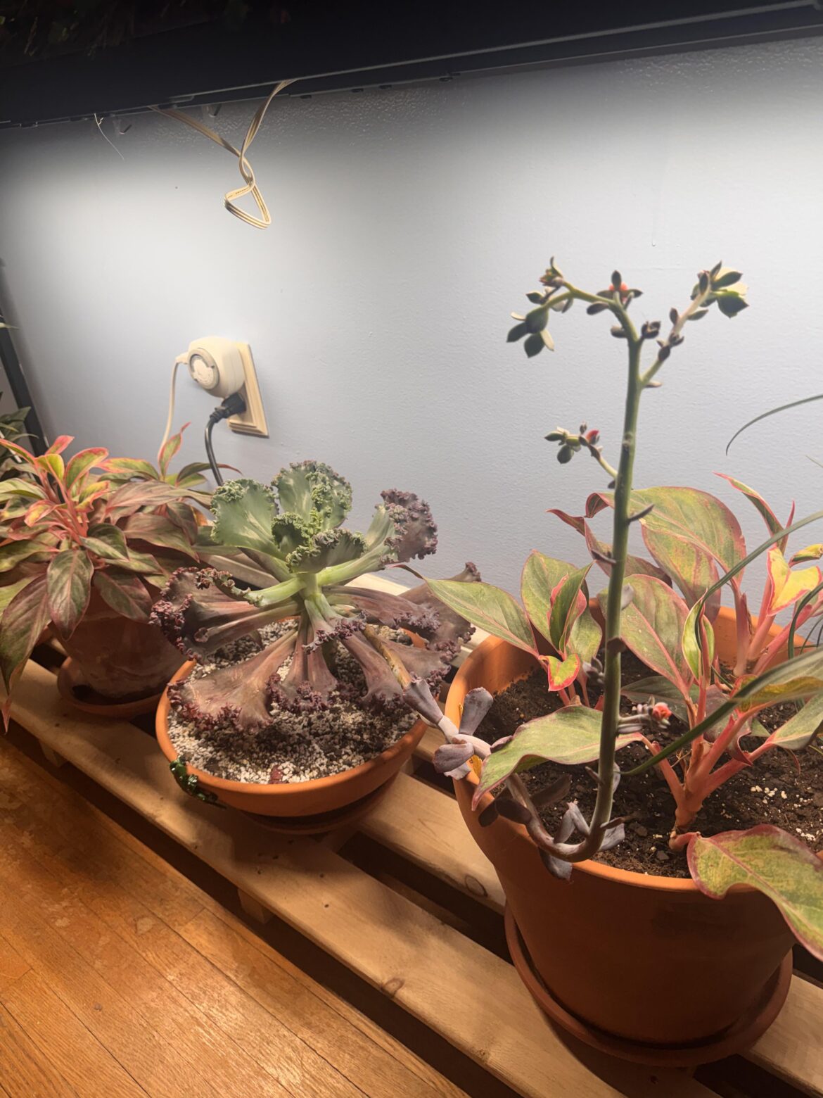 My mammoth Echeveria final bloomed!