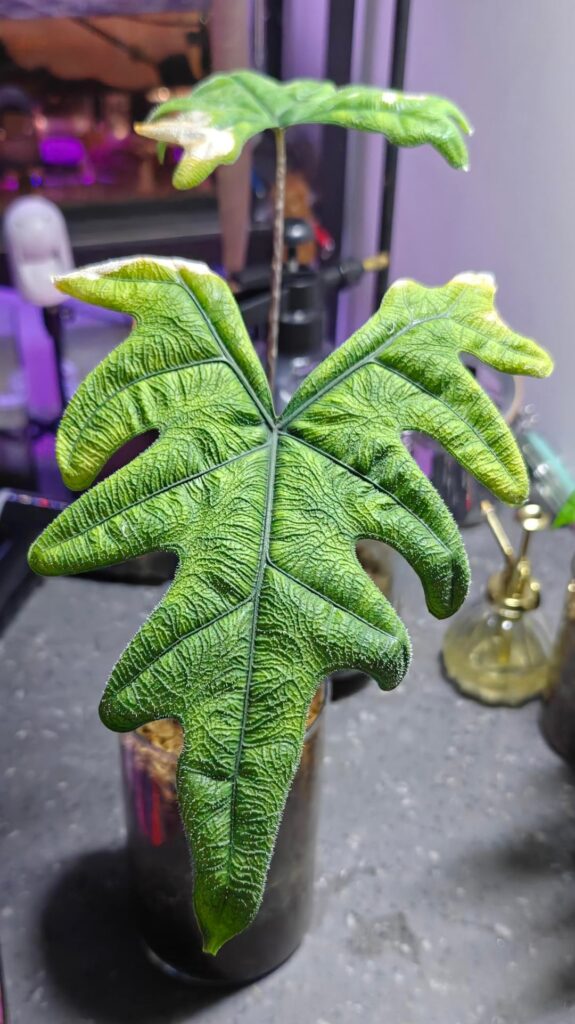 Can anyone help identify this Alocasia?
