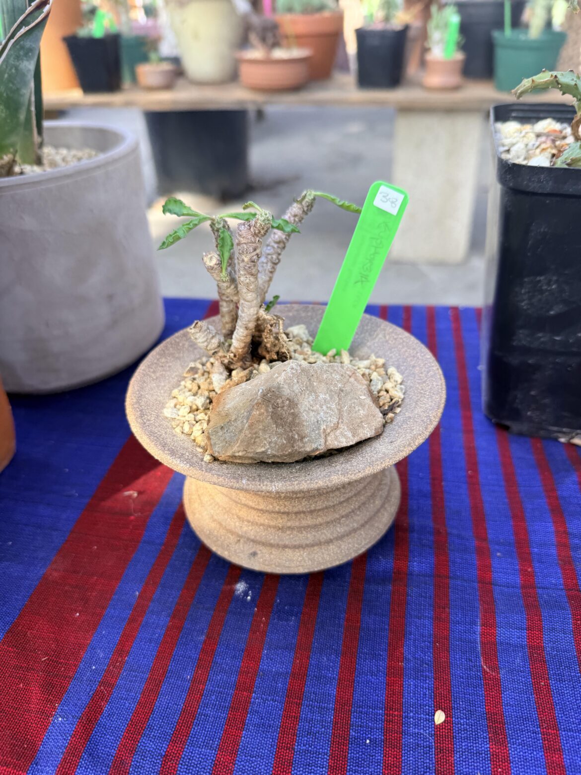 Any tips for Euphorbia decaryi?!