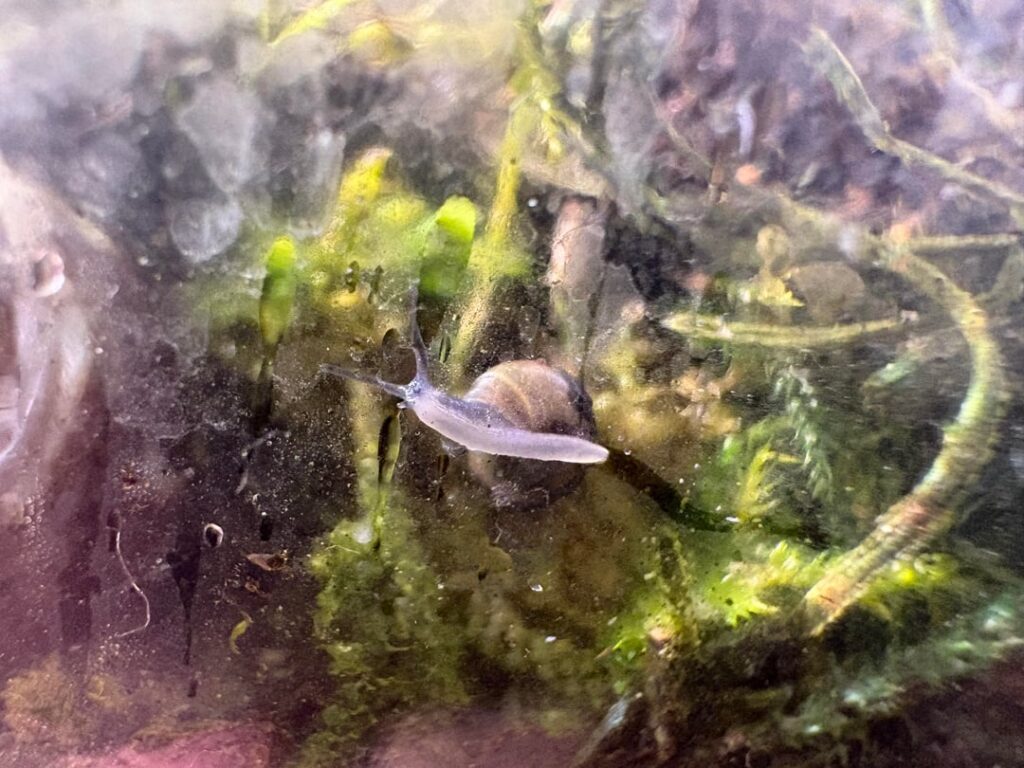 Found inside terrarium
