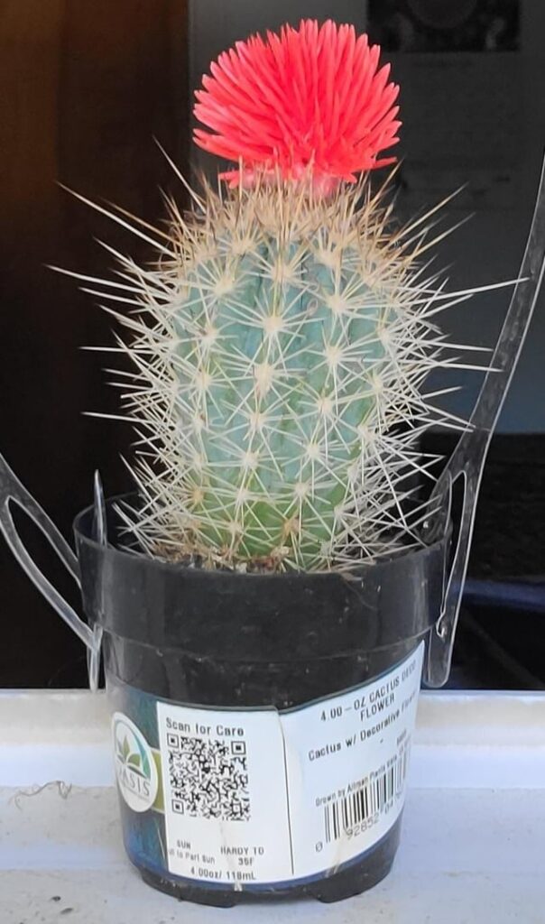 cactus is shrinking cactus is shrinking