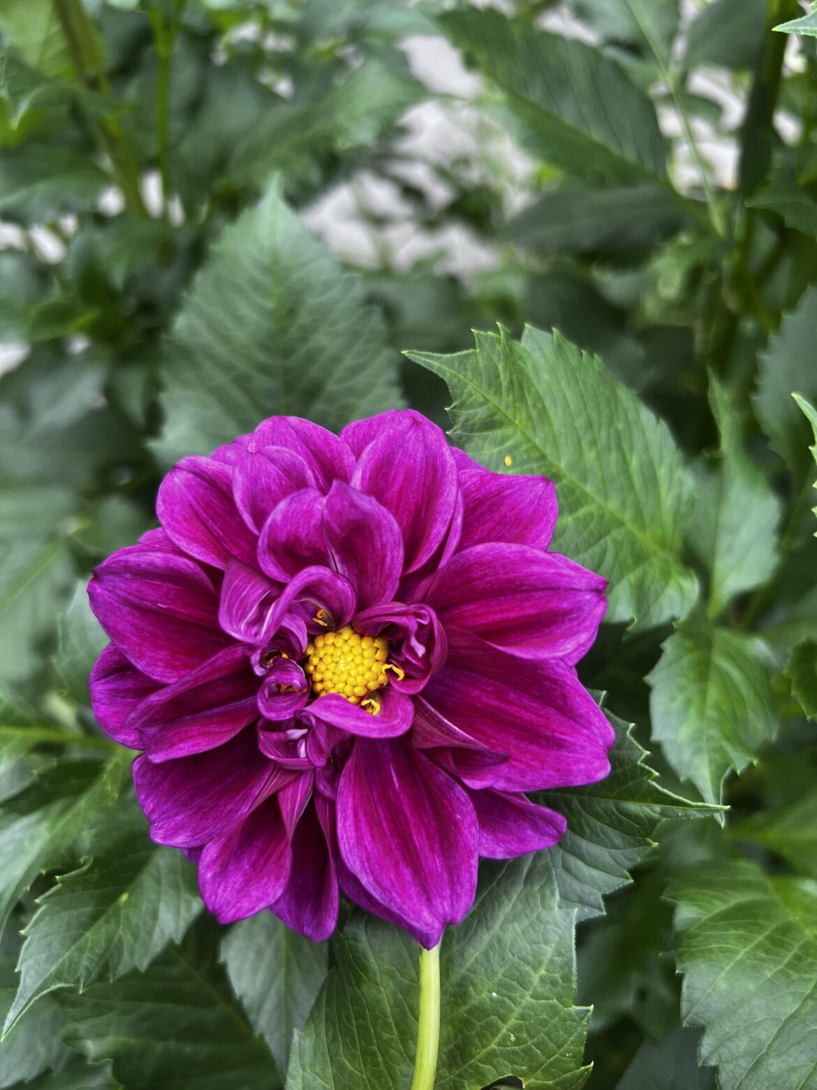First dahlia of the season — what do you think of the color? It became my favorite 😍