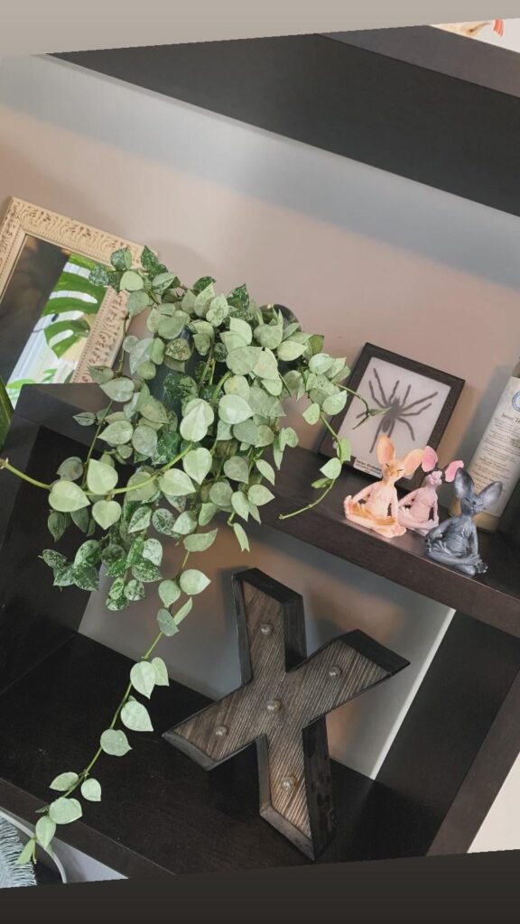 Hoya krohniana silver