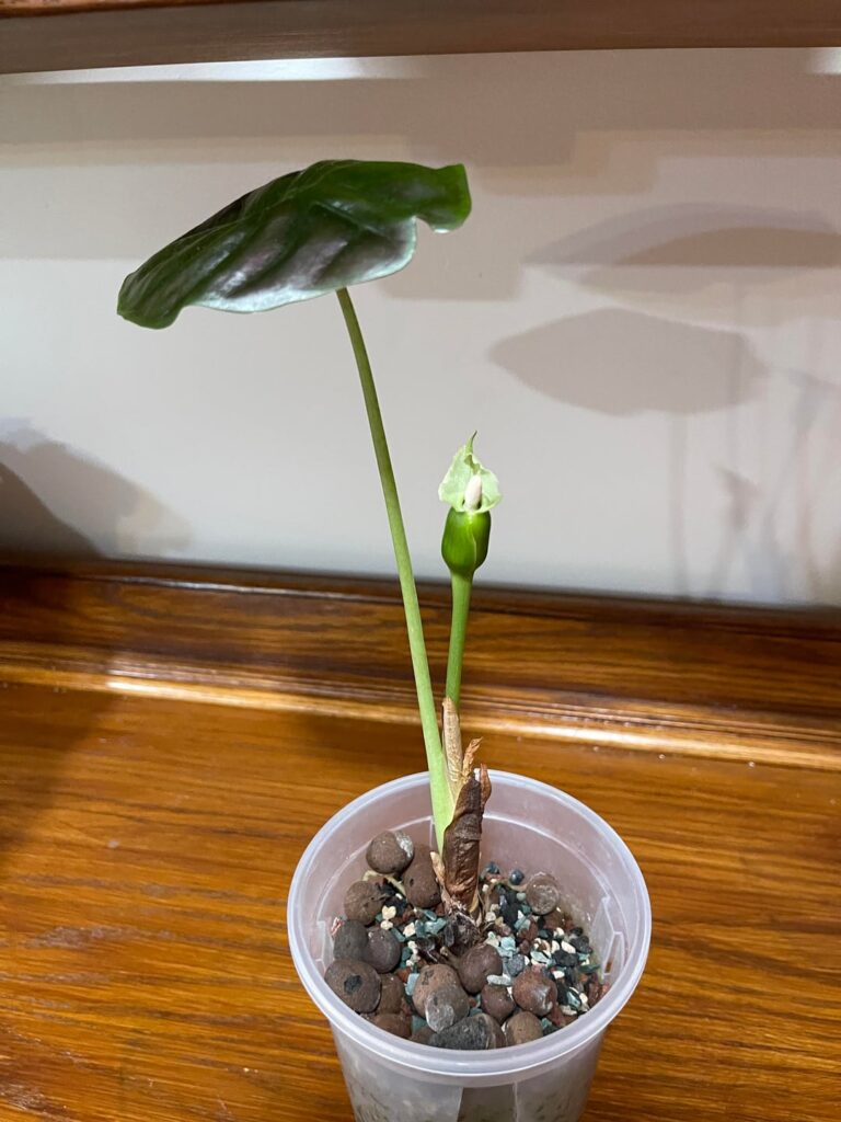 Only one leaf but happy enough to flower