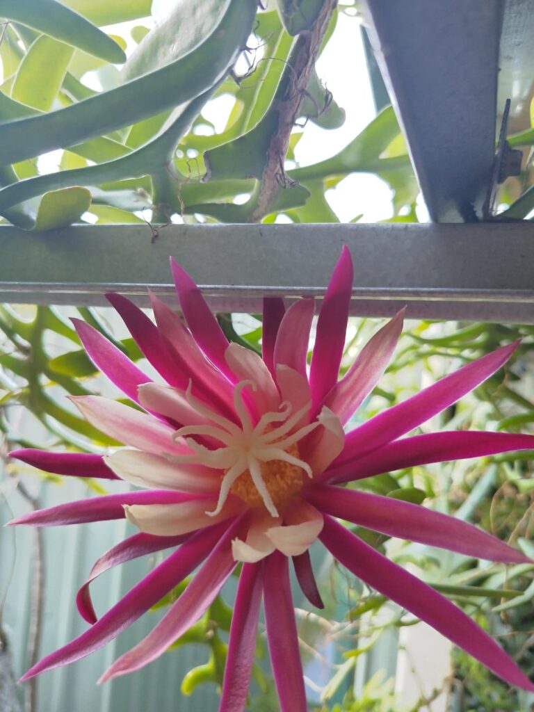 We have a Cactus Fern Arch