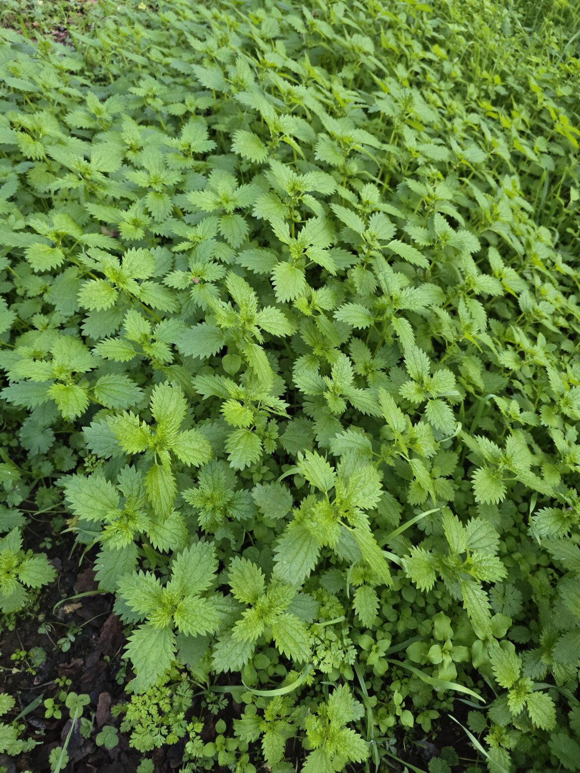 What is this plant?