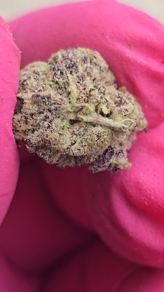 One of our original mothers. Cake Pebblez #3 (Wedding Cake x Fruity Pebbles og s1 #2)