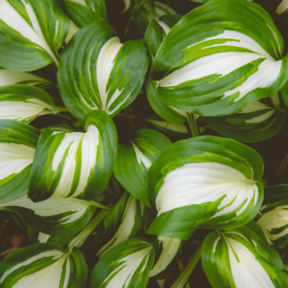 Hosta 'Vulcan' hosta 'vulcan' plant growing