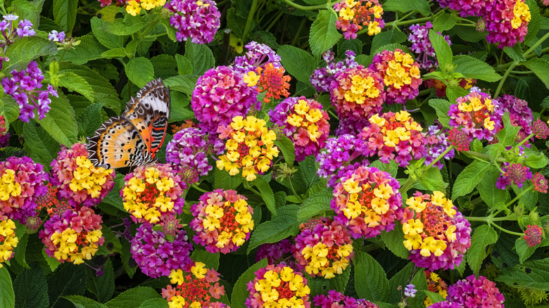 Pink and yellow lantanas in bloom being visited by a butterfly