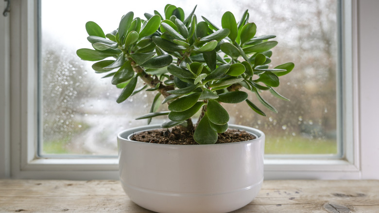 A small jade plant next to a window on a rainy day