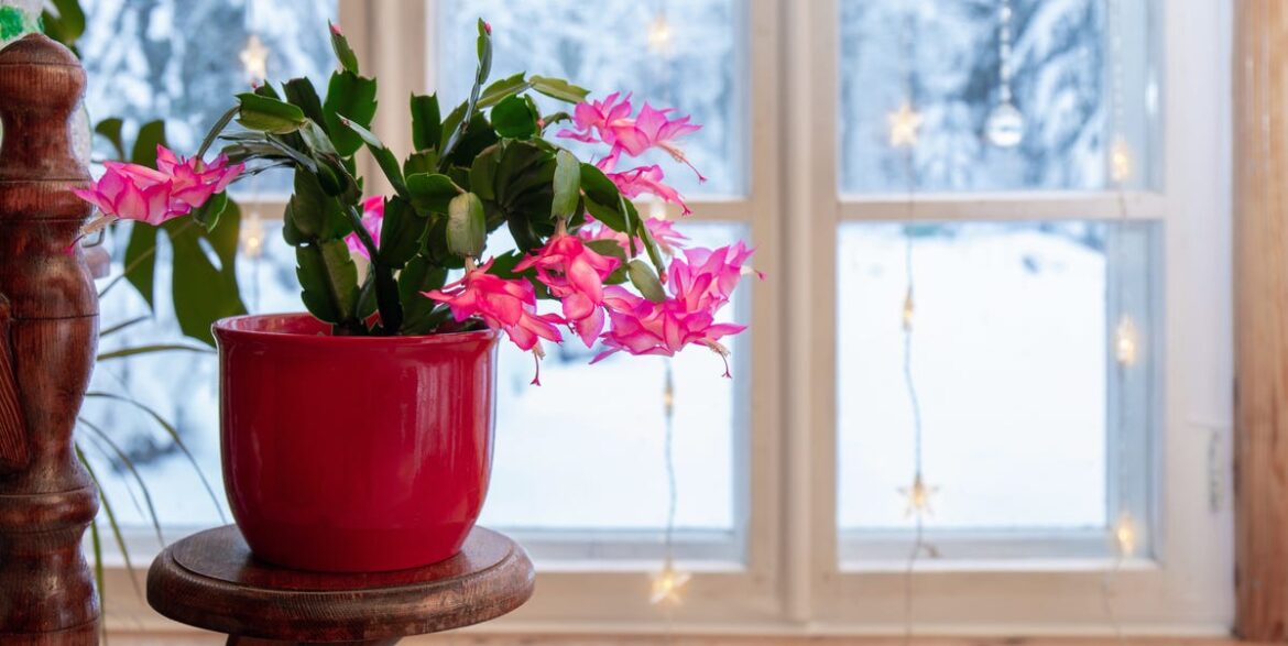 How to Propagate a Christmas Cactus How to Propagate a Christmas Cactus