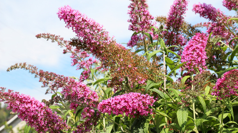 Buddleja davidii butterfly bush in pink flowers in bloom