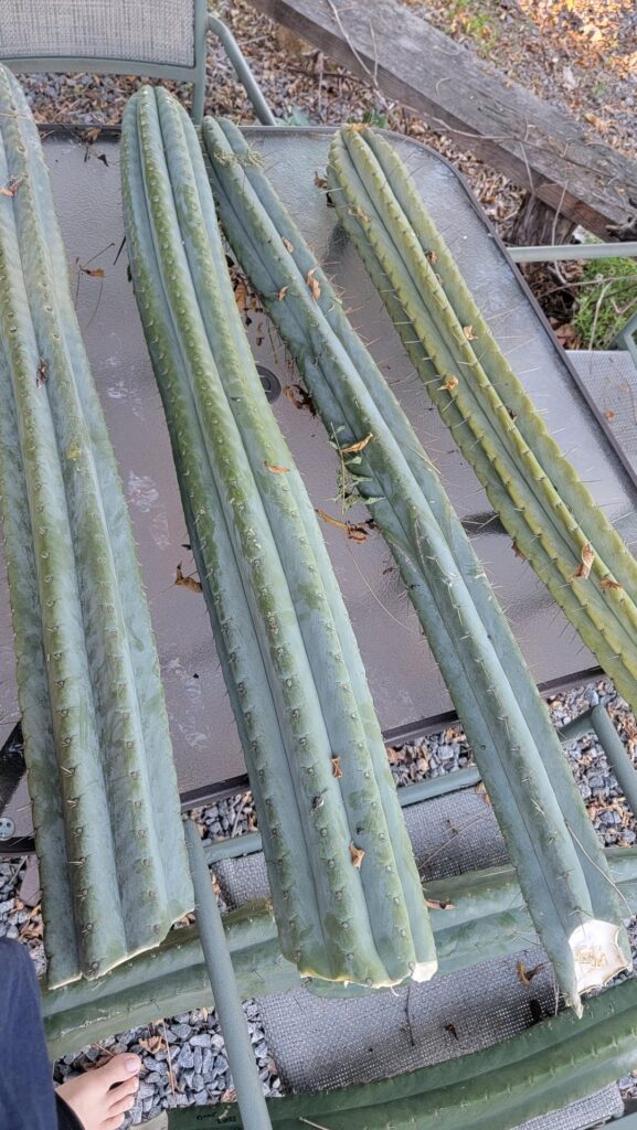 Anybody got tips on how to root massive cuttings?