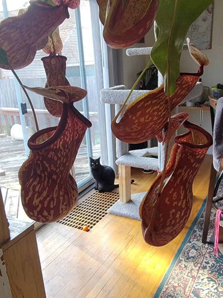 What's going on with my pitcher plant gaya? 🥴