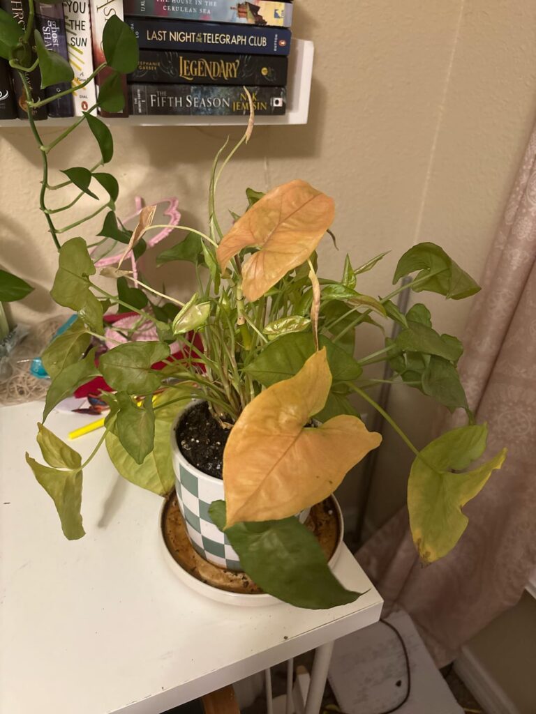 help me with my syngonium