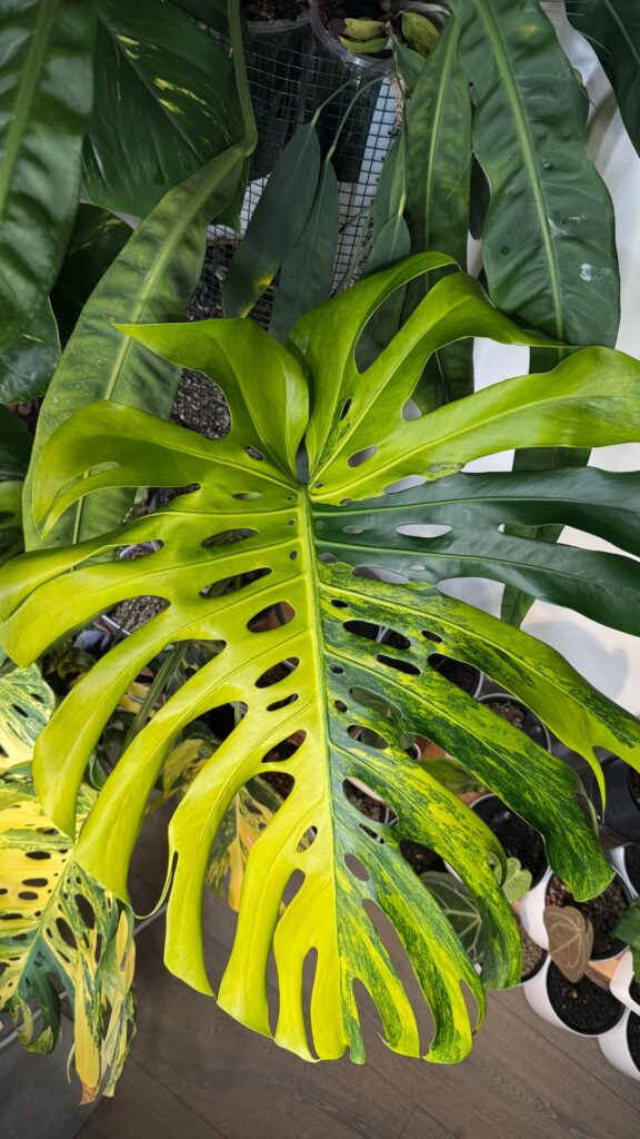 Like big leaves and cannot lie