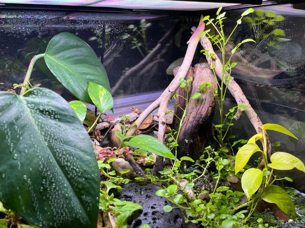 Has anyone ever used watercress in a paludarium?