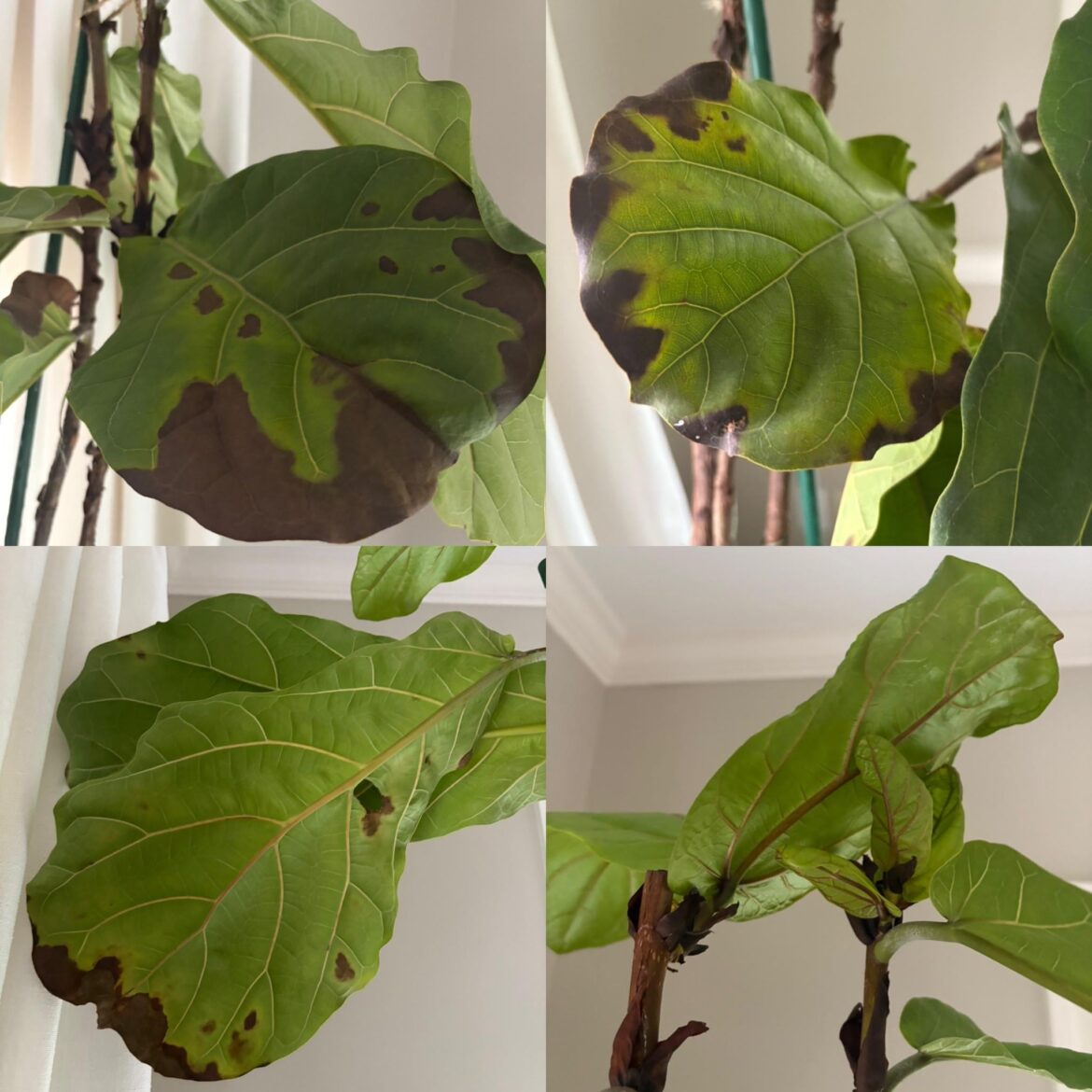 Help! Any suggestions appreciated. ◡̈